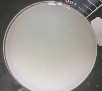 로션 및 크림 외모 변조제 글리콜 디스테라트 및 나트륨 로레스 황산 및 코카마이드 MEA